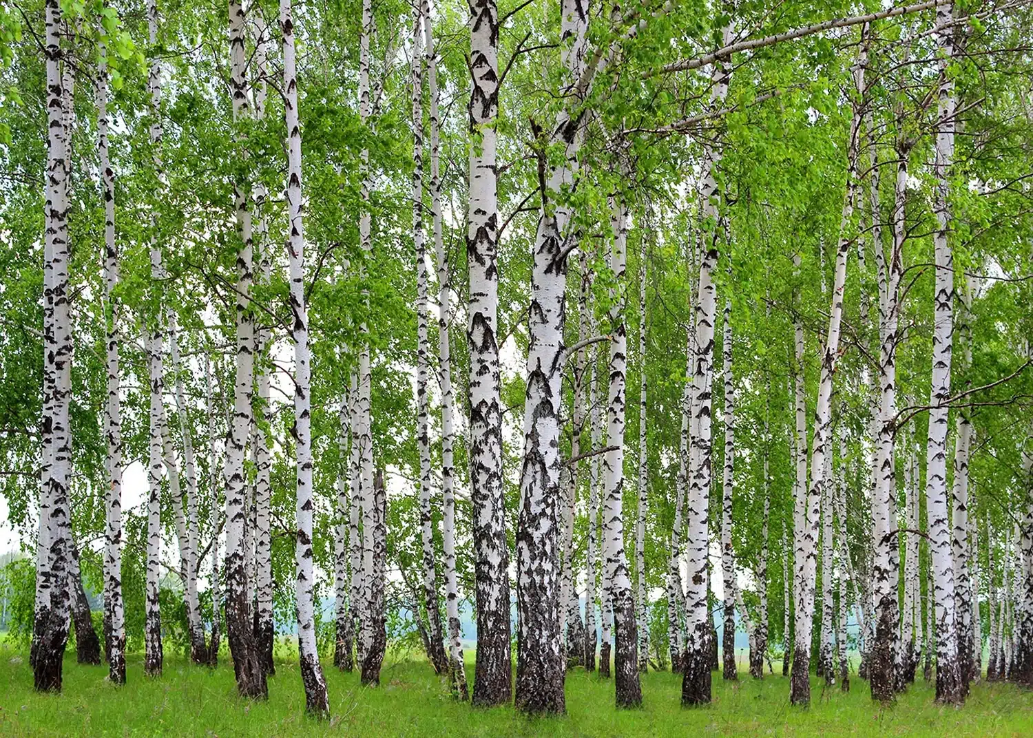 Custom Size Wall Mural Birch Forest | Premium Non-Woven Wallpaper | FTNS2448