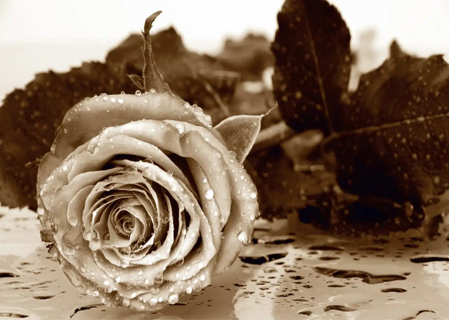 Custom Size Wall Mural Vintage Rose | Premium Non-Woven Wallpaper | FTNS2458