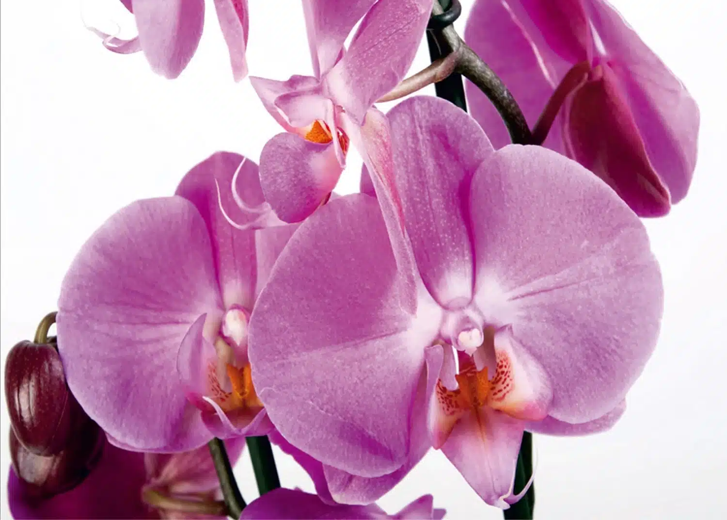 Custom Size Wall Mural Violet Orchid | Premium Non-Woven Wallpaper | FTNS2459