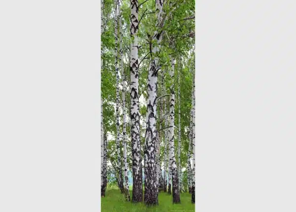 Vliesová fototapeta na zed' Břízy | 202 x 90 cm | FTNV 2896