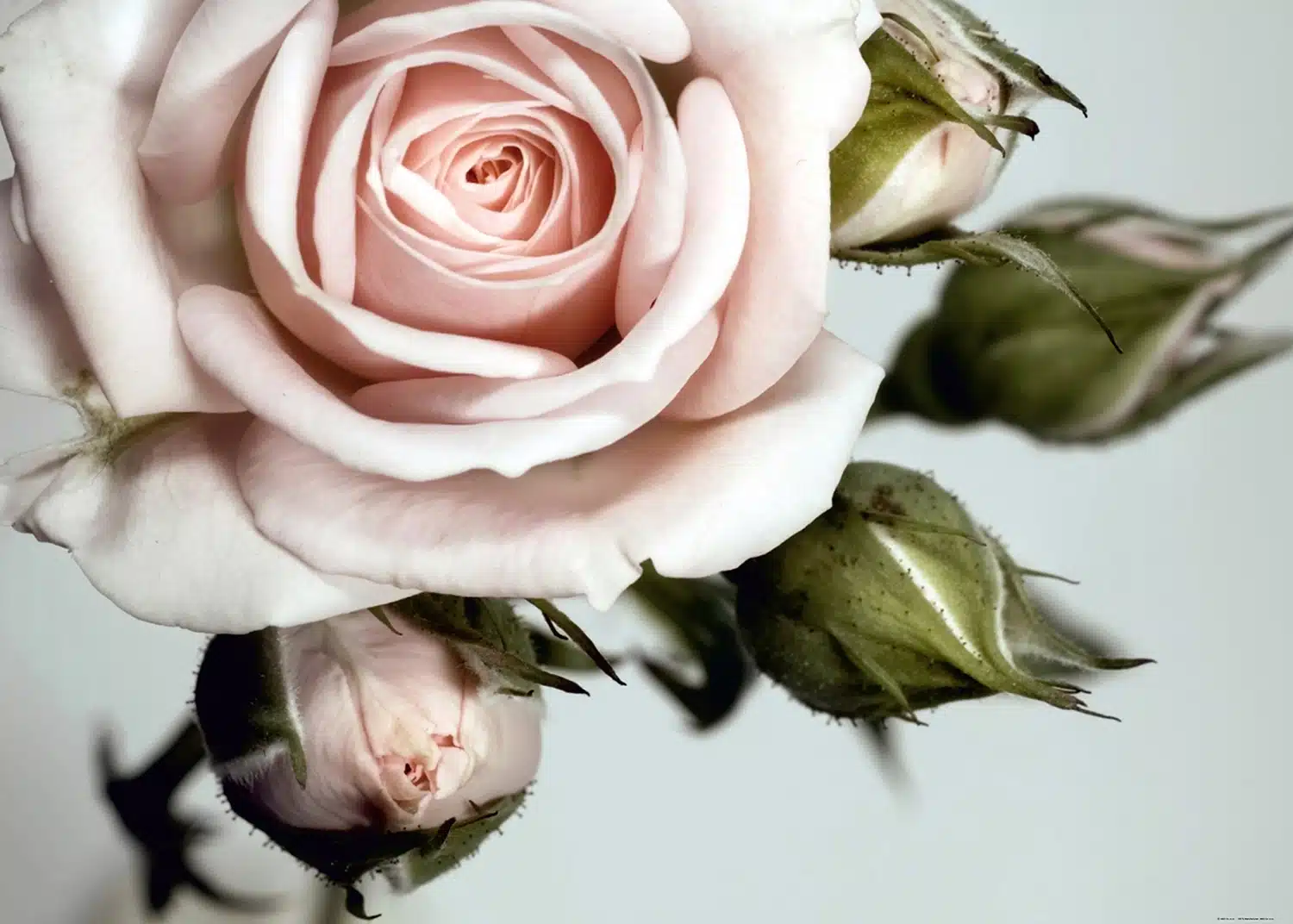 Custom Size Wall Mural Rose | Premium Non-Woven Wallpaper | FTNXXL0313