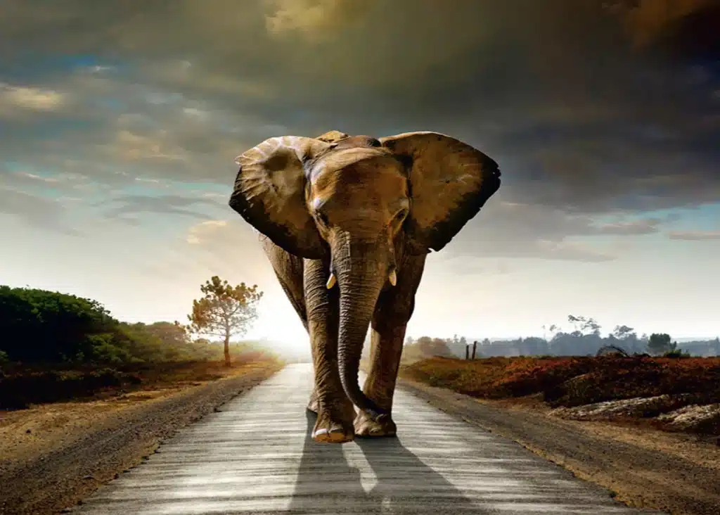 Custom Size Wall Mural Elephant | Premium Non-Woven Wallpaper | FTNXXL0438 1