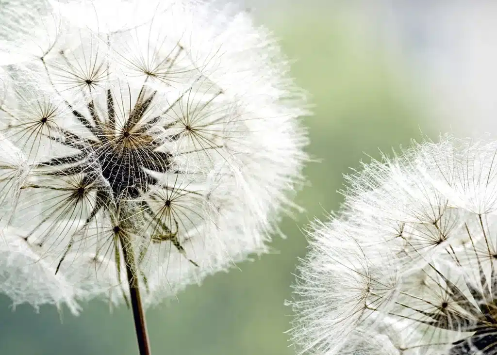 Custom Size Wall Mural Dandelion | Premium Non-Woven Wallpaper | FTNXXL0477 1